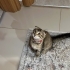 Tekirish Bade'ye Kalıcı Yuva Arıyoruz! fotoğraf