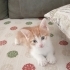 Tekir dişi 3 erkek kedi 2 aylık fotoğraf