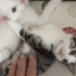 Tekir dişi 3 erkek kedi 2 aylık fotoğraf