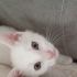Tekir dişi 3 erkek kedi 2 aylık fotoğraf