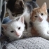 Tekir dişi 3 erkek kedi 2 aylık fotoğraf