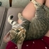Kucak delisi Lady fotoğraf