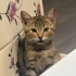 Kucak delisi Lady fotoğraf