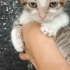 Çok ilginç bir yavru, oyuncu sevecen ve çok komik fotoğraf