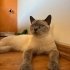 british shorthair yuva arıyor fotoğraf