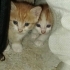 Yavru sarman kediler fotoğraf