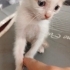 Oyuncu şirinmi şirin sarman fotoğraf