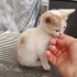 Oyuncu şirinmi şirin sarman fotoğraf