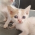 Oyuncu şirinmi şirin sarman fotoğraf