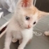 Oyuncu şirinmi şirin sarman fotoğraf