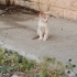 Oyuncu şirinmi şirin sarman fotoğraf