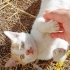 Oyuncu Şirine, çok tatlı :) fotoğraf