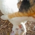 Oyuncu Şirine, çok tatlı :) fotoğraf