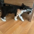 İZMİR ALIN KOYNUNUZDA UYUTUN. DÜNYA TATLISI fotoğraf
