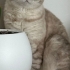 British shorthair golden fotoğraf