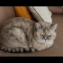 British shorthair golden fotoğraf