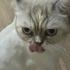 British shorthair golden fotoğraf