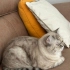 British shorthair golden fotoğraf