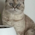 British shorthair golden fotoğraf