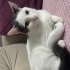 OĞLUMUN ALERJİSİNDEN DOLAYI ACİL YENİ YUVA ARIYORUZ! fotoğraf
