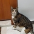 EVİNİ KAYBETTİ, ŞİMDİ BİR YUVAYA İHTİYACI VAR/İSTANBUL  Lütfen okuyun… fotoğraf