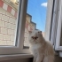 Uysal sakin sevecen fotoğraf