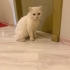 Acil ve kalıcı yuva arıyoruz sahibi tarafından Malesef terkedildi fotoğraf