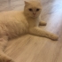 Acil ve kalıcı yuva arıyoruz sahibi tarafından Malesef terkedildi fotoğraf