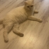 Acil ve kalıcı yuva arıyoruz sahibi tarafından Malesef terkedildi fotoğraf