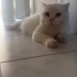 Acil ve kalıcı yuva arıyoruz sahibi tarafından Malesef terkedildi fotoğraf