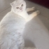 Acil ve kalıcı yuva arıyoruz sahibi tarafından Malesef terkedildi fotoğraf