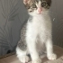 İki Dünyalar Tatlısı Kardeş Yuva Arıyor! 💕🐈 fotoğraf