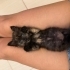 Annesiz tortie yuva arıyor fotoğraf