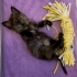 Annesiz tortie yuva arıyor fotoğraf
