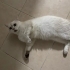 Bu güzel çocuğa acil yuva fotoğraf