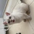 Bu güzel çocuğa acil yuva fotoğraf