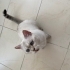 Bu güzel çocuğa acil yuva fotoğraf
