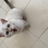 Bu güzel çocuğa acil yuva fotoğraf