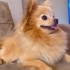 POMERİAN KÖPEĞİMİZE YUVA ARIYORUZ fotoğraf