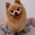 POMERİAN KÖPEĞİMİZE YUVA ARIYORUZ fotoğraf
