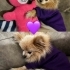 POMERİAN KÖPEĞİMİZE YUVA ARIYORUZ fotoğraf