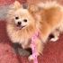 POMERİAN KÖPEĞİMİZE YUVA ARIYORUZ fotoğraf
