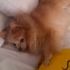 POMERİAN KÖPEĞİMİZE YUVA ARIYORUZ fotoğraf