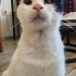 Görme engelli güzel kız ömürlük yuva arıyor fotoğraf