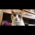 3 bacaklı engelli kedi Meryem yuva arıyor fotoğraf