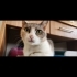 3 bacaklı engelli kedi Meryem yuva arıyor fotoğraf