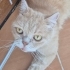 Dünyanın en sakin kedisi yuva arıyor fotoğraf