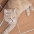 Dünyanın en sakin kedisi yuva arıyor fotoğraf