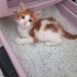 Oyuncu sevecen bir pati fotoğraf
