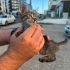 Sokaktan kurtarın fotoğraf